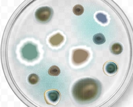 Asthme et moisissures : des associations mêmes pour de petites surfaces de moisi